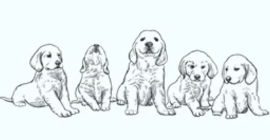 KATE & HOVE MINI GOLDENDOODLE AND LABRADOODLE PUPPIES